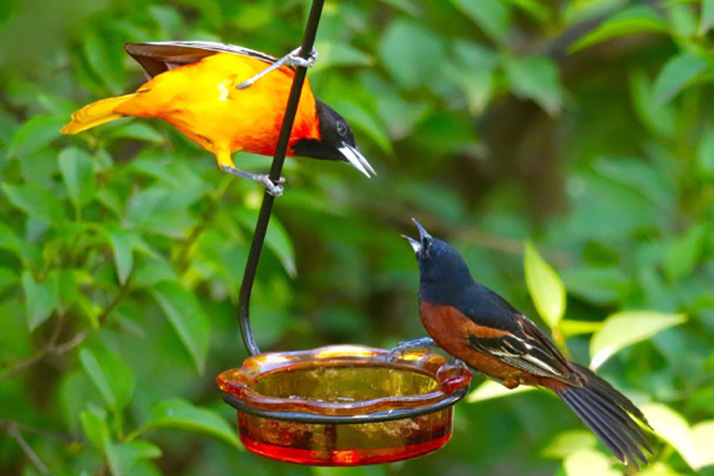 spotted in prairie village orioles galore spotted in prairie village orioles galore