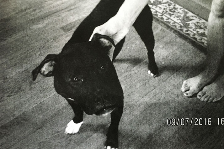 MJ, a pit bull being kept illegally in Prairie Village, bit a teenager on the face earlier this month. Photo via Prairie Village Police Department report.